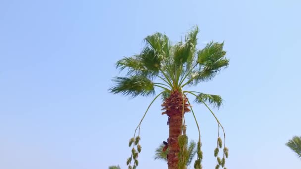 View Palm Trees Blue Sky — Stock Video