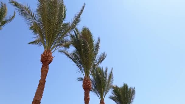 Uitzicht op palmbomen tegen de blauwe lucht — Stockvideo