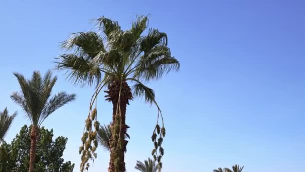 Vista delle palme contro il cielo blu — Video Stock