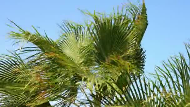 Vista delle palme contro il cielo blu — Video Stock