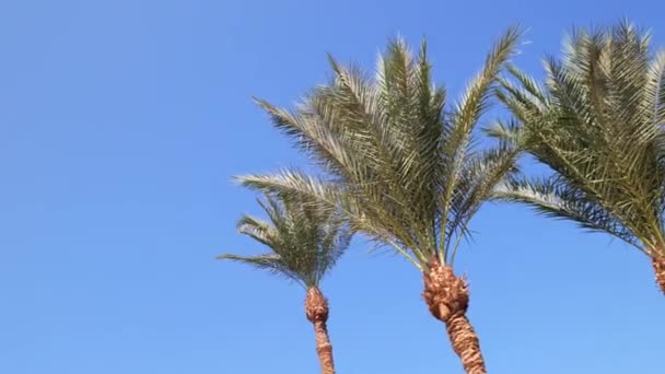 Blick auf Palmen vor blauem Himmel — Stockvideo