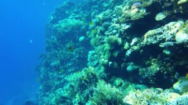 Kızıl Deniz 'in yaşamı. Tropikal balıklar mercanların yanında yüzer.