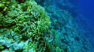 Kızıl Deniz 'in yaşamı. Kızıl denizdeki mercanlar ve balıklar ağır çekimde