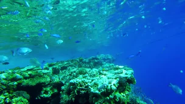 Leben Roten Meer Korallen Und Fische Des Roten Meeres Langsam — Stockvideo