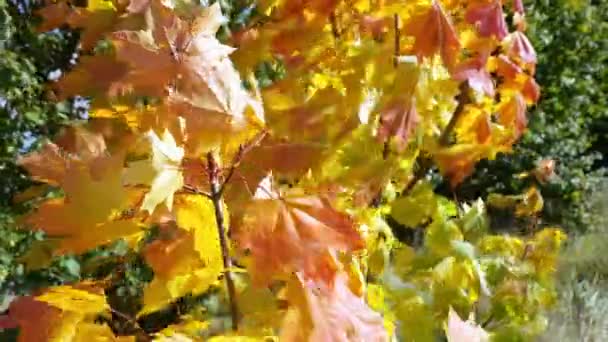 Φύλλα Σφενδάμου Φθινόπωρο Στον Άνεμο — Αρχείο Βίντεο