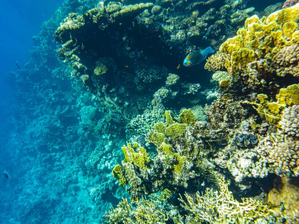 산호가샤람 셰이크를 — 스톡 사진