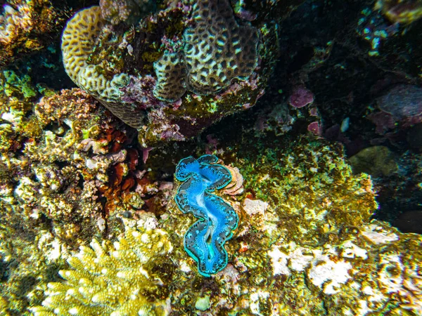 Red Sea Corals Closeup Sharm Sheikh — Stock Photo, Image