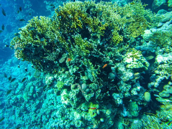Coraux Mer Rouge Gros Plan Sharm Sheikh — Photo