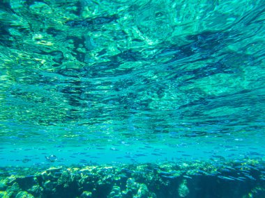 Mercanlar suyun altında. Kızıl Deniz 'in Mısır sualtı yaşamı.