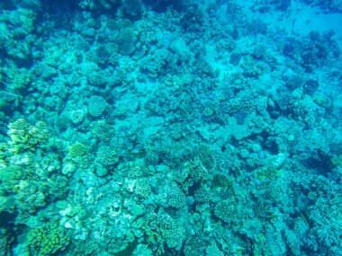 Mercanlar suyun altında. Kızıl Deniz 'in Mısır sualtı yaşamı.