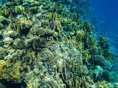 Mercanlar suyun altında. Kızıl Deniz 'in Mısır sualtı yaşamı.