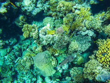 Mercanlar suyun altında. Kızıl Deniz 'in Mısır sualtı yaşamı.