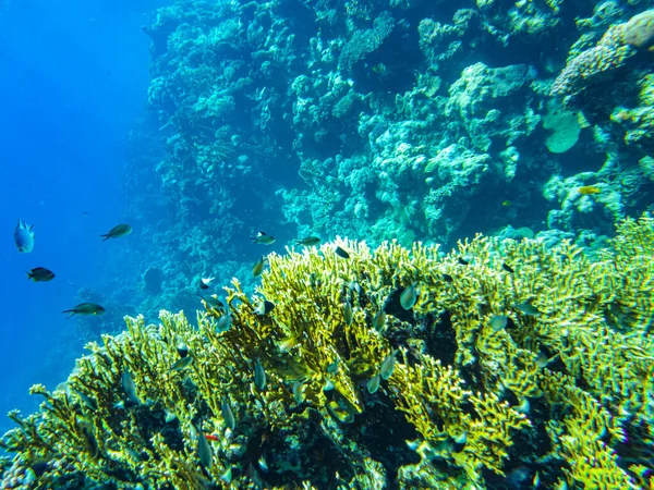 Kızıl deniz mercanları Sharm el Sheikh 'e yakın..