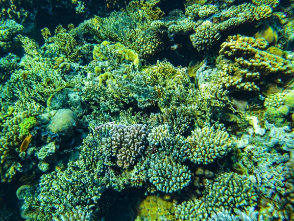 Czerwony Koralowce Morskie Zbliżenie Sharm Sheikh — Zdjęcie stockowe