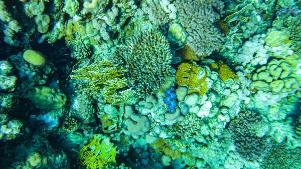 Rödhavskoraller Närbild Haj Sheikh — Stockfoto