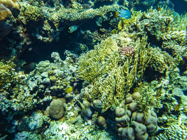 Czerwony Koralowce Morskie Zbliżenie Sharm Sheikh — Zdjęcie stockowe