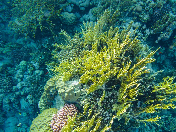Red Sea Corals Closeup Sharm Sheikh — Stock Photo, Image