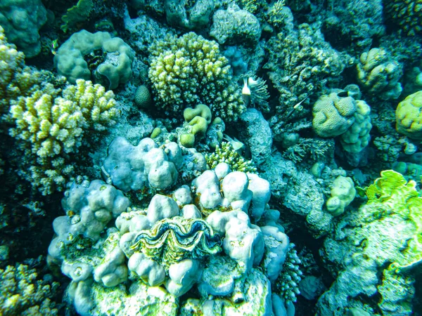 Red Sea Corals Closeup Sharm Sheikh — Stock Photo, Image