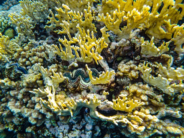 Rödhavskoraller Närbild Haj Sheikh — Stockfoto