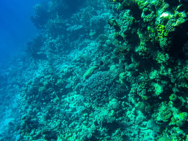 Koralowce Pod Wodą Egypt Podwodne Życie Morza Czerwonego — Zdjęcie stockowe