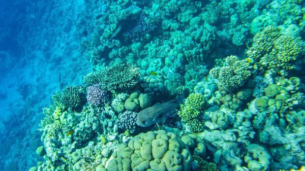 Кораллы Водой Египет Подводная Жизнь Красного Моря — стоковое фото
