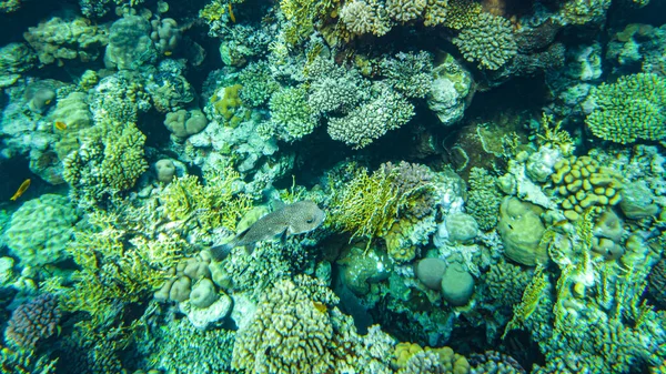 Korály Pod Vodou Egyptský Podmořský Život Rudém Moři — Stock fotografie