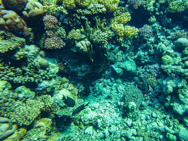 Corals Underwater Egypt Underwater Life Red Sea — Stock Photo, Image