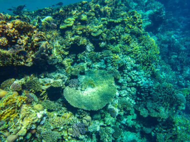 Mercanlar suyun altında. Kızıl Deniz 'in Mısır sualtı yaşamı.