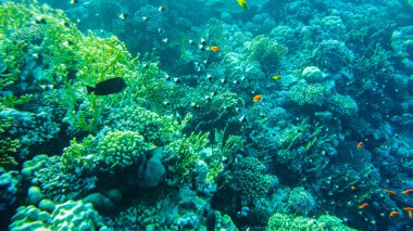 Kızıl Deniz 'in sualtı kumsalı. berrak su mercanlarında sualtı yaşamı balık planktonu.
