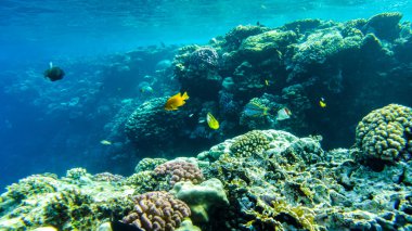 Kızıl Deniz 'in sualtı kumsalı. berrak su mercanlarında sualtı yaşamı balık planktonu.