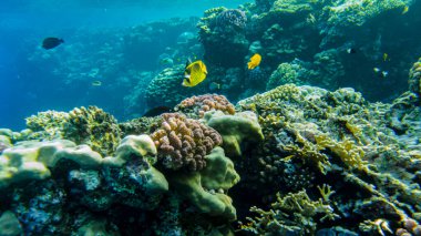 Kelebek balıkları kızıl denizdeki resiflerin arasında yüzerler..