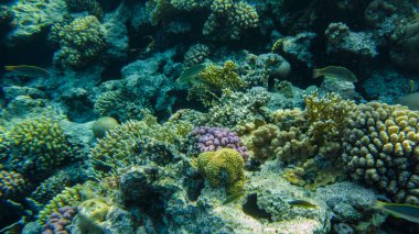 Kızıl Deniz 'in sualtı kumsalı. berrak su mercanlarında sualtı yaşamı balık planktonu.