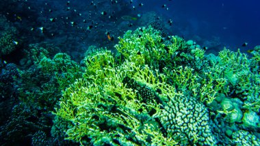Kızıl Deniz 'in sualtı kumsalı. berrak su mercanlarında sualtı yaşamı balık planktonu.