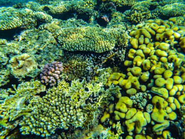 Kızıl Deniz 'in sualtı kumsalı. berrak su mercanlarında sualtı yaşamı balık planktonu.