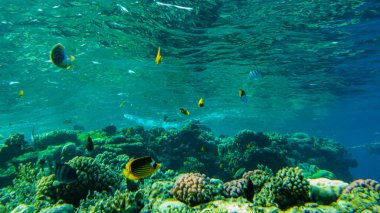 Kelebek balıkları kızıl denizdeki resiflerin arasında yüzerler..