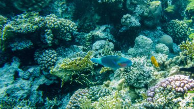 papağan balık ve mercan resifi