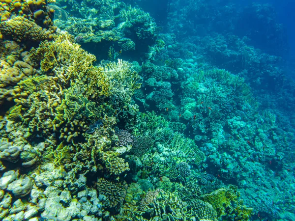 Кораллы Водой Египет Подводная Жизнь Красного Моря — стоковое фото
