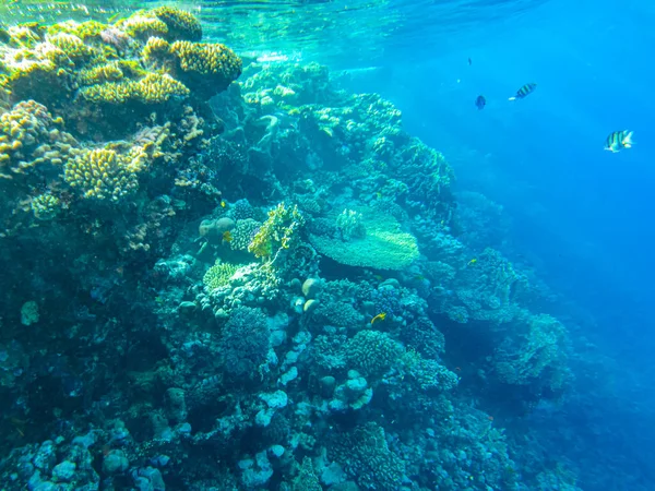 Corales Bajo Agua Egipto Vida Submarina Del Mar Rojo — Foto de Stock