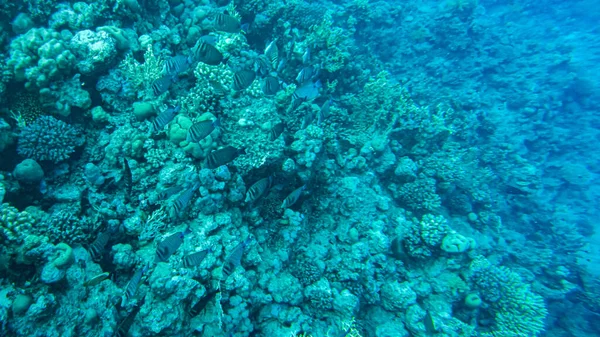 サンゴを水中に エジプトは紅海の水中生活を — ストック写真
