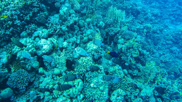 Κοράλλια Κάτω Από Νερό Egypt Υποβρύχια Ζωή Της Κόκκινης Θάλασσας — Φωτογραφία Αρχείου