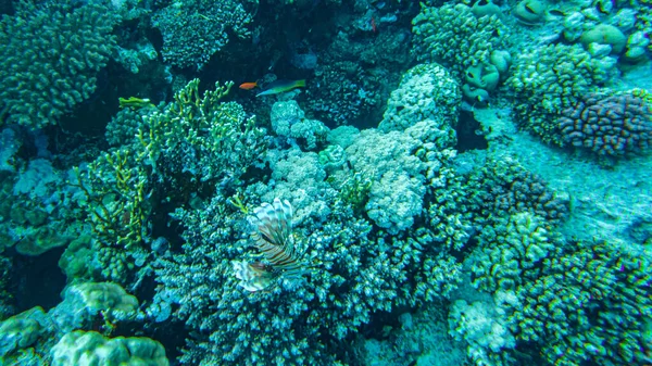 Корали Під Водою Єгипет Підводне Життя Червоного Моря — стокове фото