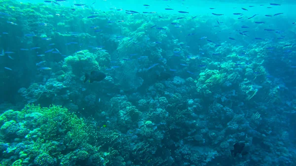 Υποβρύχια Παραλία Της Κόκκινης Θάλασσας Υποβρύχια Ζωή Καθαρά Κοράλλια Ψάρια — Φωτογραφία Αρχείου