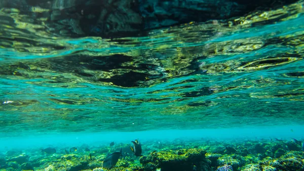 Υποβρύχια Παραλία Της Κόκκινης Θάλασσας Υποβρύχια Ζωή Καθαρά Κοράλλια Ψάρια — Φωτογραφία Αρχείου