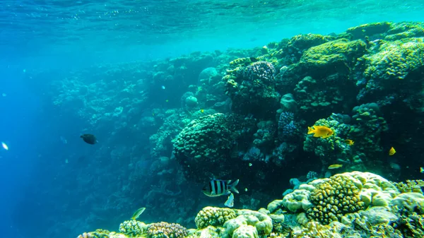 Playa Submarina Del Mar Rojo Vida Submarina Corales Agua Clara — Foto de Stock