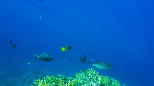 紅海の青い水の中のキフォスセクター — ストック写真