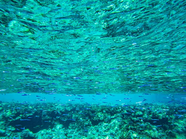 Υποβρύχια Παραλία Της Κόκκινης Θάλασσας Υποβρύχια Ζωή Καθαρά Κοράλλια Ψάρια — Φωτογραφία Αρχείου