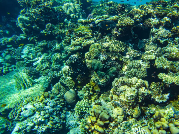 Podwodna Plaża Morza Czerwonego Podwodne Życie Czystej Wodzie Koralowce Ryby — Zdjęcie stockowe