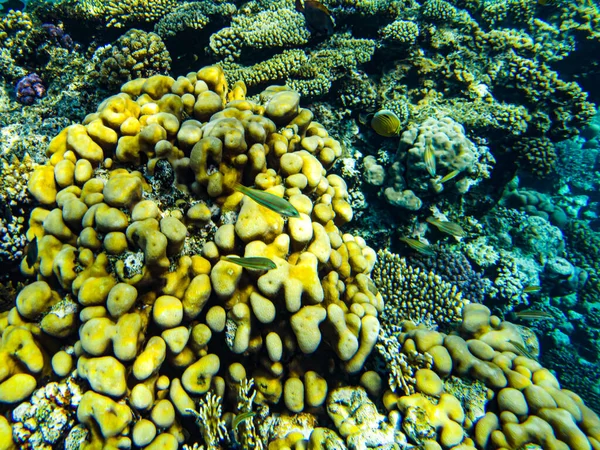 Underwater Beach Red Sea Underwater Life Clear Water Corals Fish — Stock Photo, Image