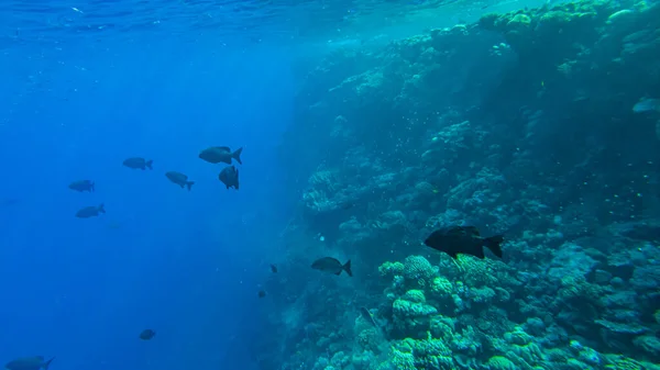 Seccionador Cifoso Agua Azul Del Mar Rojo — Foto de Stock