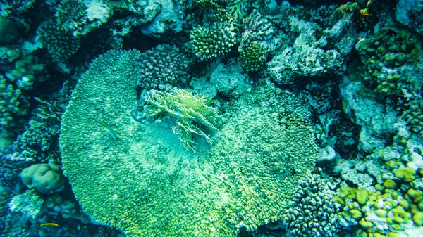 Spiaggia Subacquea Del Mare Rosso Vita Subacquea Coralli Acqua Limpida — Foto Stock